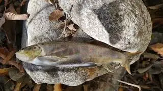 рыбалка в КБР # Trout fishing 🎣