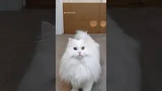 I came across this video yesterday and I'm shocked how fluffy Mia is in the winter🙈 #cat #cats