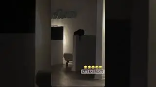 Я ему светомузыку, а он ещё и орёт 🤷‍♂️