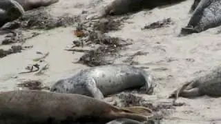 La Jolla