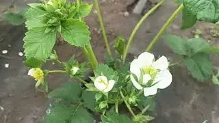Купчиха после заморозков