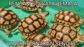 RENDAM & JEMUR SULCATA TERNAKAN SENDIRI