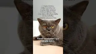 Yarım tavsiyeleri içintakipte kalın🐍😂 #youtubeshorts #cat #catlover #catlife #funny