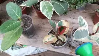 Поливаю фикусы.