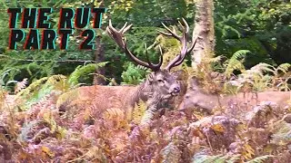 Red Deer Rut Things Liven Up!!
