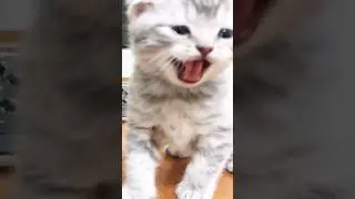 ХОТИМ КУШАТЬ! 