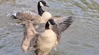 Preening Party!