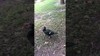 #miamidade