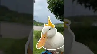 Impossible Pause Game #5 (wrinkle the duck)
