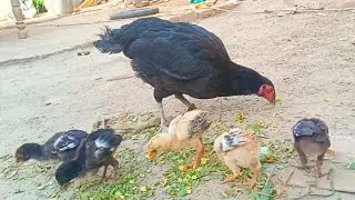 Funny Chicks Growing with Lovely Mother Hen - New Born Baby Chicks