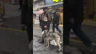 KURT BÖRÜ İSTANBUL SOKAKLARINDA! 