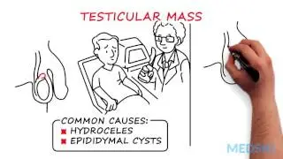 Urology – Scrotal Pain: By Rob Siemens M.D.