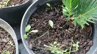 пальмы из семян. проверка зимостойкости