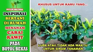 MENANAM CABAI RAWIT PADA BOTOL BEKAS TANPA PERLU SIRAM - INSPIRASI BERTANI DIRUMAH - PETANI MILENIAL