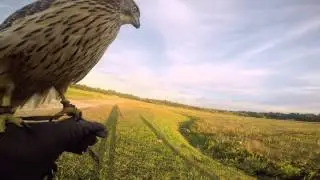 Pheasant  goshawk