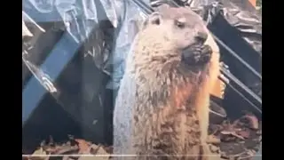Renter feeds groundhog, what could go wrong?
