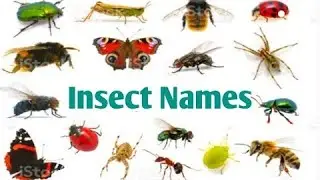 Insects name  | Insects for kids | Insects |  Insects name in English  Names of insects #Insects