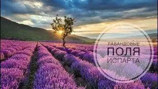 Лавандовые поля / Турция 2022