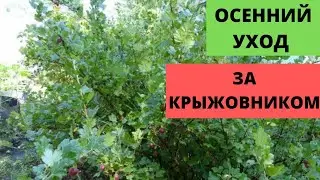 Осенний уход за КРЫЖОВНИКОМ