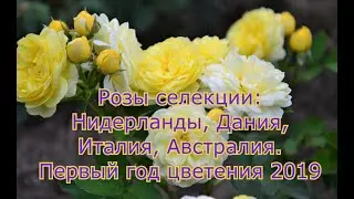 Фото роз с названиями  сортов селекции Италия, Нидерланды,Дания и др. Первый год цветения 2019