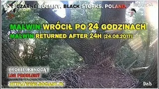 Malwin returned after 24h (24.08). Leg problem? Black Storks Poland 2017