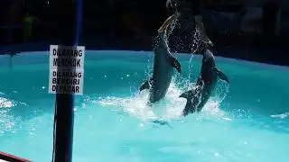 Two dolphins were being made to entertain visitors