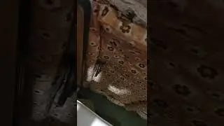 СОВА?!?