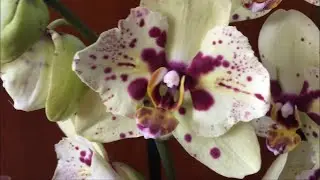 Delivery of varietal orchids to Ecoflora September 8, 2020 Liodoro, White Shoe, Horizon, Esme ...