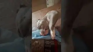Молли милая даже когда спит 😍