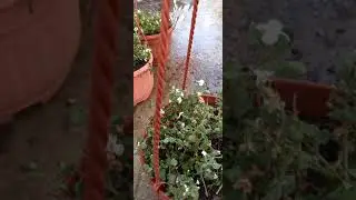 Самый дешёвый и эффективный способ борьбы с белокрылкой. 