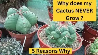 Why does my Cactus never Grow ? 