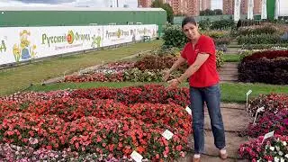 Бальзамин Уоллера «Имара» - внешний вид растений в открытом грунте в Московской области