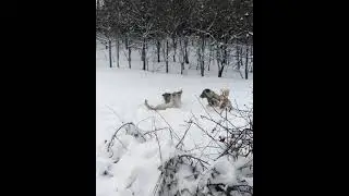 KURT BOĞAN KANGALLARIN SAVAŞ OYUNLARI 