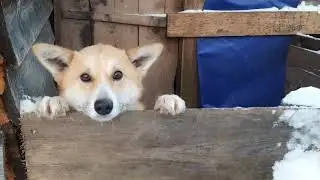 Как зимуют наши животные!