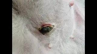 Tumor en la piel del perro y la glándula mamaria
