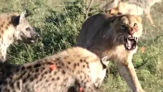 Этот Глупый Лев Был Обречен!!! Редкие Сражения Животных , Снятые на Камеру!