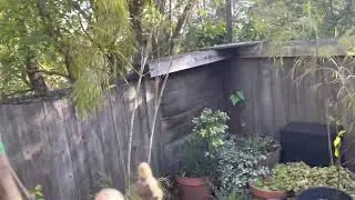 March 24.  After massive rains.   Happy garden.