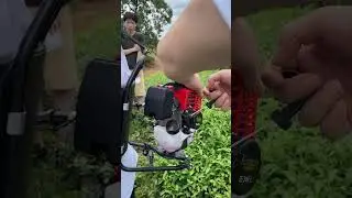 single tea picker