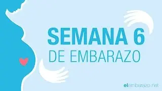 Semana  6 de embarazo | 6 semanas de embarazo | El embarazo semana a semana