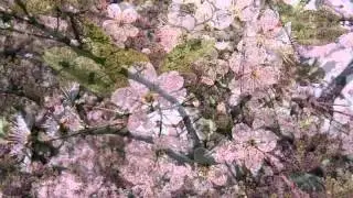 Василь Волощук - Вишнева заметіль