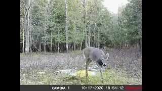 Fawn Eating At The Bait