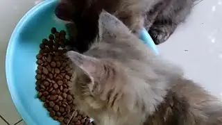Makanannya malah dibuat mainan, lolo dan lili anak kucing makan
