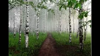 19.6. Березовый дёготь - самый терпкий фитонцид