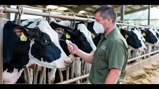 Farmer Measuring Inner Body Temperature of Dairy Cows - Farm With Me
