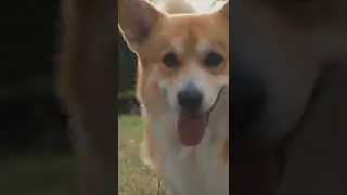 5 Reasons Not To Get A Corgi  #shorts