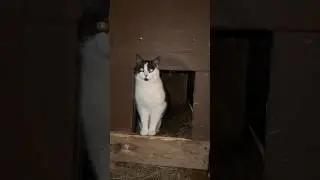 КОТ БОРОДА ЗНАЕТ КАК ВЫГНАТЬ АЛАБАЕВ ИЗ БУДОК! #cat #dog