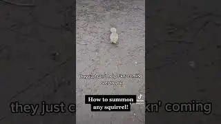 How to summon any squirrel! #squirrelHack #squirrel #squirrelsofinstagram