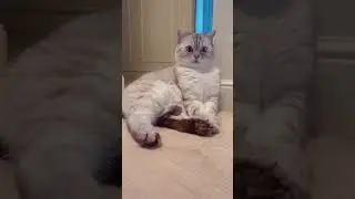 Что такое кошачий курдючок.