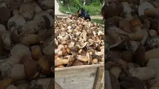Mushrooms 2024 Eastern Europe 