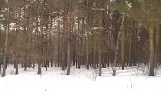 Лоси на опушке леса